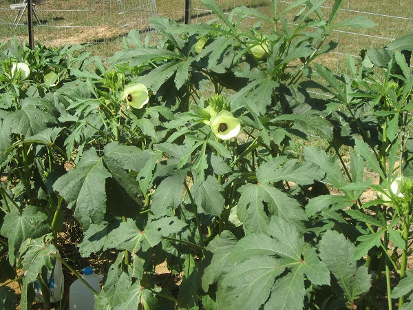 okra